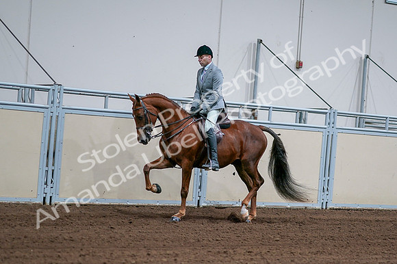 2020 - AB Morgan Horse - Fri, Sept 04 - 01598