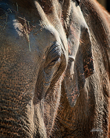 Zoo - 003