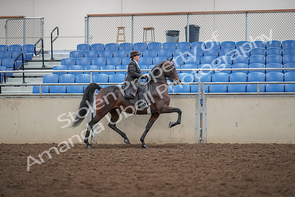 2019 Morgan Horse Show - Aug 30, 2019 - 28088