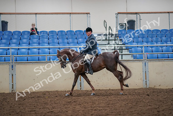 2019 Morgan Horse Show - Aug 30, 2019 - 17437