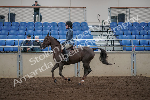 2019 Morgan Horse Show - Aug 31, 2019 - 05124