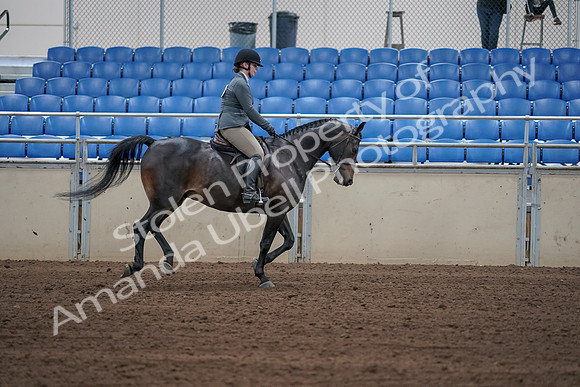 2019 Morgan Horse Show - Sept 01, 2019 - 11103