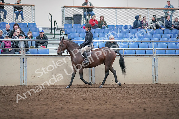 2019 Morgan Horse Show - Aug 31, 2019 - 19536