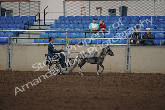 2019 Morgan Horse Show - Aug 31, 2019 - 04412