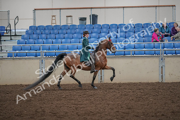 2019 Morgan Horse Show - Aug 30, 2019 - 28139