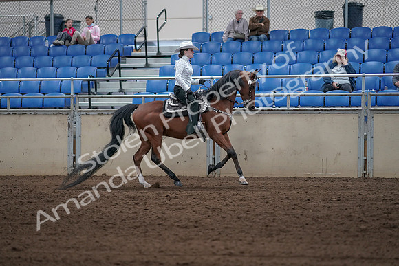 2019 Morgan Horse Show - Sept 01, 2019 - 07046