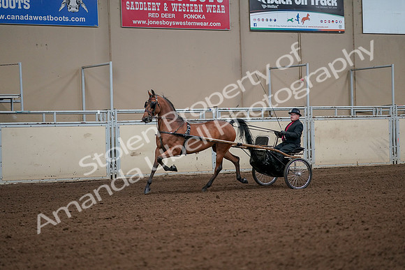 2019 Morgan Horse Show - Aug 30, 2019 - 13049
