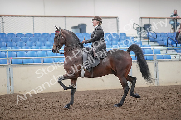 2019 Morgan Horse Show - Aug 30, 2019 - 27854
