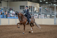 2020 - AB Morgan Horse - Fri, Sept 04 - 11079