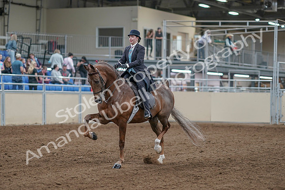 2020 - AB Morgan Horse - Fri, Sept 04 - 11079