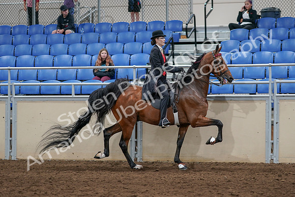 2020 - AB Morgan Horse - Sat, Sept 05 - 06765