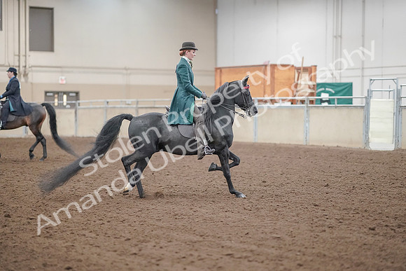 2019 Morgan Horse Show - Aug 30, 2019 - 15635
