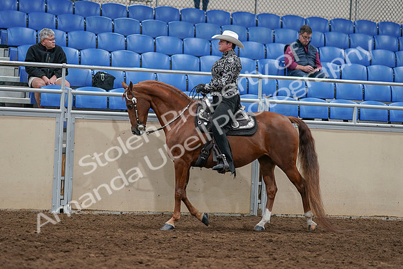 2020 - AB Morgan Horse - Sun, Sept 06 - 07514