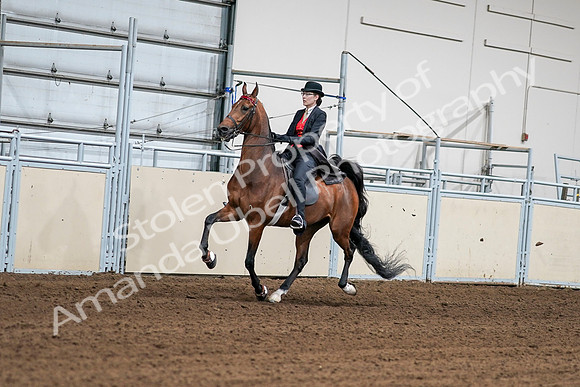 2020 - AB Morgan Horse - Sat, Sept 05 - 06704