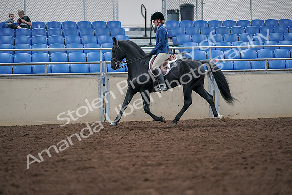 2019 Morgan Horse Show - Aug 30, 2019 - 18412