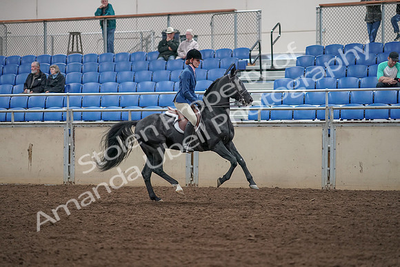 2019 Morgan Horse Show - Aug 31, 2019 - 07521