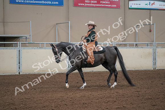 2019 Morgan Horse Show - Aug 31, 2019 - 06055
