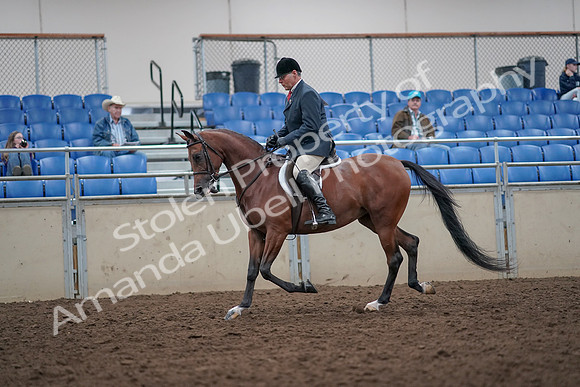 2019 Morgan Horse Show - Aug 31, 2019 - 14820