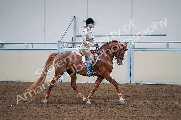 2020 - AB Morgan Horse - Fri, Sept 04 - 01838