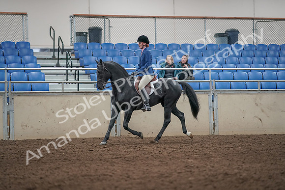 2019 Morgan Horse Show - Aug 31, 2019 - 07218