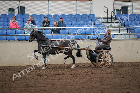 2019 Morgan Horse Show - Aug 30, 2019 - 13234