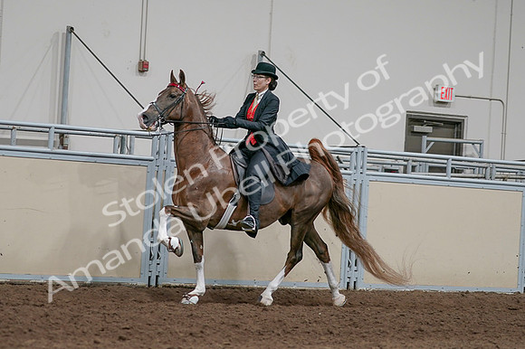 2020 - AB Morgan Horse - Fri, Sept 04 - 09730