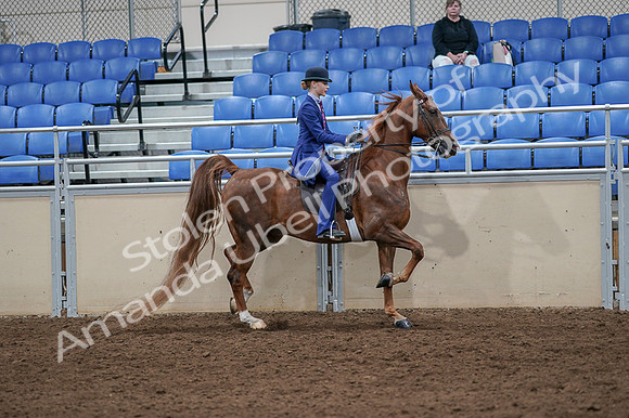 2020 - AB Morgan Horse - Fri, Sept 04 - 05256