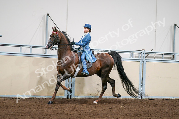 2020 - AB Morgan Horse - Fri, Sept 04 - 04943
