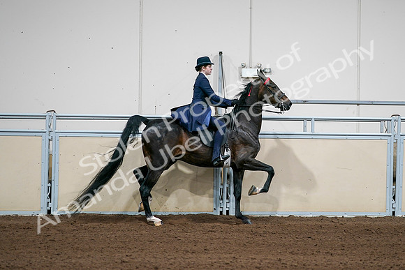 2020 - AB Morgan Horse - Sat, Sept 05 - 06323