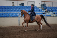 2019 Morgan Horse Show - Sept 01, 2019 - 11883