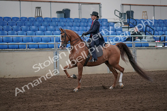 2019 Morgan Horse Show - Sept 01, 2019 - 11883