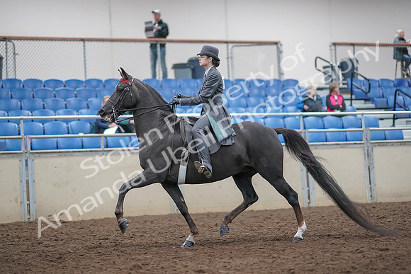 2019 Morgan Horse Show - Aug 31, 2019 - 09272
