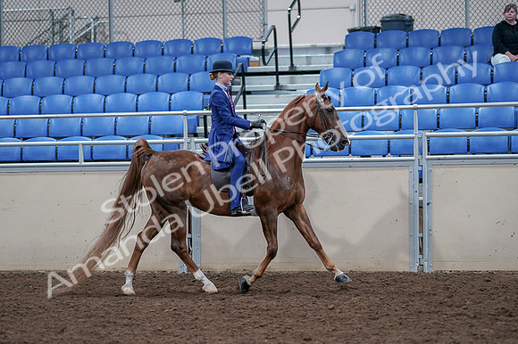 2020 - AB Morgan Horse - Fri, Sept 04 - 05247
