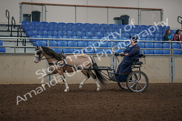 2019 Morgan Horse Show - Aug 31, 2019 - 04341