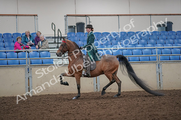 2019 Morgan Horse Show - Aug 30, 2019 - 27889