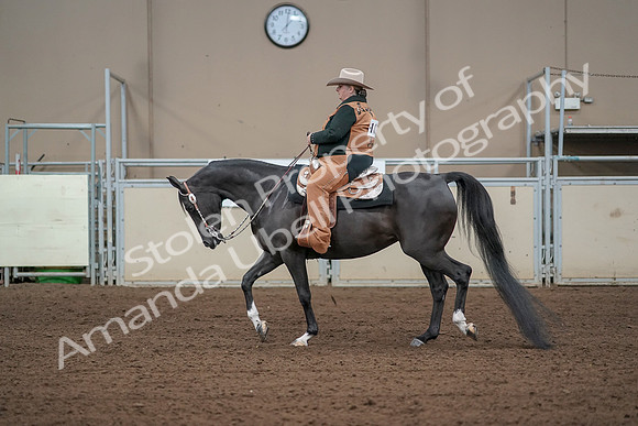 2019 Morgan Horse Show - Aug 31, 2019 - 06074