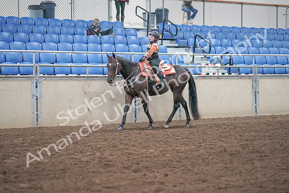 2019 Morgan Horse Show - Sept 01, 2019 - 05726