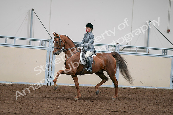 2020 - AB Morgan Horse - Sat, Sept 05 - 03067