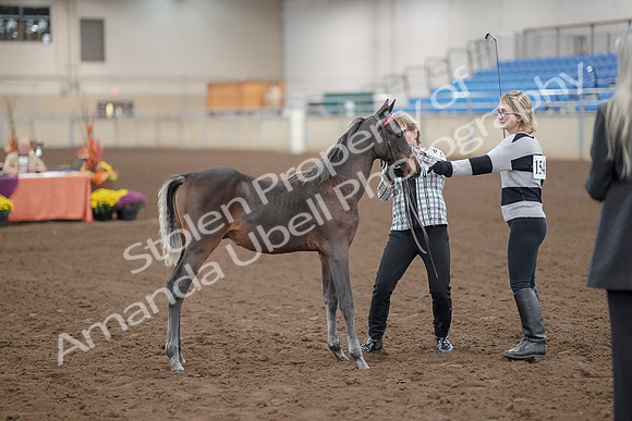 2019 Morgan Horse Show - Aug 30, 2019 - 24868