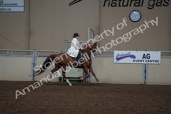 2019 Morgan Horse Show - Aug 31, 2019 - 17951