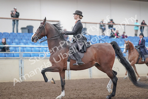2019 Morgan Horse Show - Aug 31, 2019 - 08538