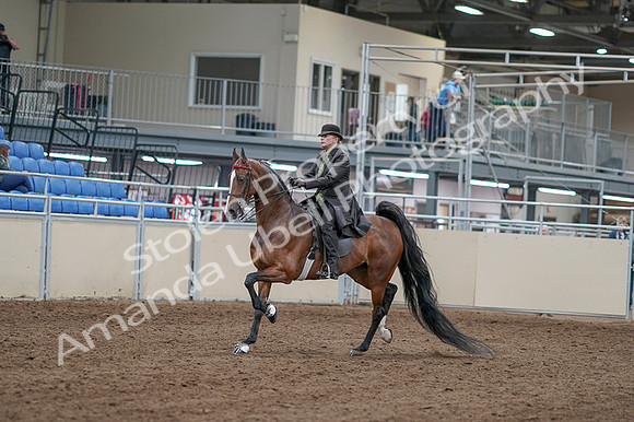 2020 - AB Morgan Horse - Fri, Sept 04 - 09522