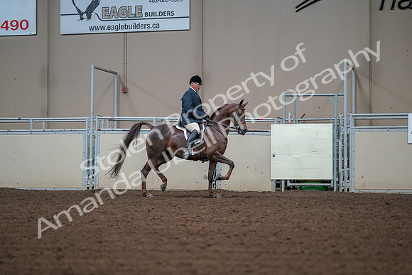 2019 Morgan Horse Show - Aug 30, 2019 - 17640