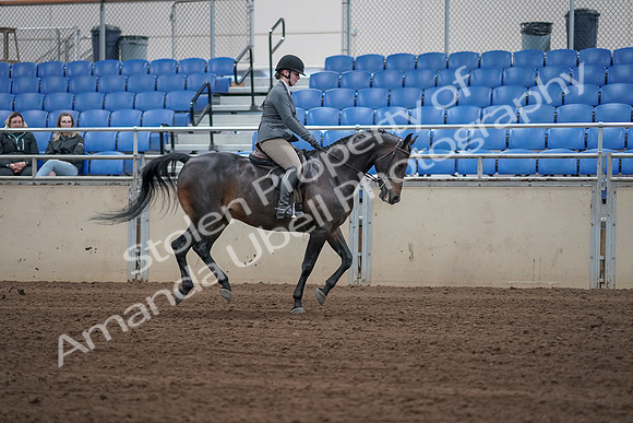 2019 Morgan Horse Show - Sept 01, 2019 - 11093