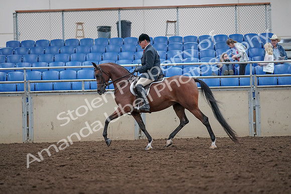 2019 Morgan Horse Show - Aug 31, 2019 - 14966