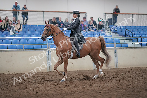 2019 Morgan Horse Show - Aug 31, 2019 - 20545