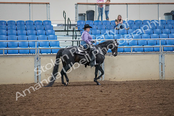 2019 Morgan Horse Show - Aug 30, 2019 - 17055