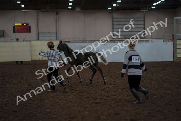 2019 Morgan Horse Show - Aug 31, 2019 - 00062