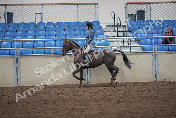 2019 Morgan Horse Show - Aug 31, 2019 - 16519