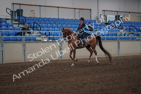 2019 Morgan Horse Show - Sept 01, 2019 - 11955